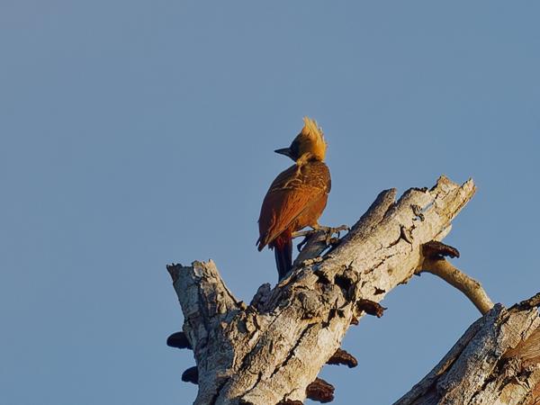 Bleekkuifspecht (Celeus lugubris)